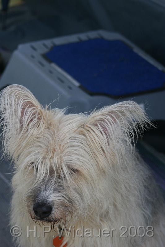 jubil.lusten. 262.jpg